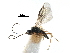  ( - NMS:Godfray:KPB-C633a)  @12 [ ] CreativeCommons - Attribution (2017) CBG Photography Group Centre for Biodiversity Genomics