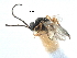  ( - NMS:Godfray:KPB-C521)  @12 [ ] CreativeCommons - Attribution (2017) CBG Photography Group Centre for Biodiversity Genomics