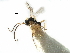  ( - NMS:Godfray:NK1)  @12 [ ] CreativeCommons - Attribution (2017) CBG Photography Group Centre for Biodiversity Genomics