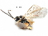  ( - NMS:Godfray:RM-4619)  @13 [ ] CreativeCommons - Attribution (2017) CBG Photography Group Centre for Biodiversity Genomics