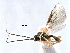  ( - NMS:Godfray:KPB-A658Ab)  @13 [ ] CreativeCommons - Attribution (2017) CBG Photography Group Centre for Biodiversity Genomics