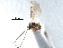  ( - NMS:Godfray:KPB-A983b)  @13 [ ] CreativeCommons - Attribution (2017) CBG Photography Group Centre for Biodiversity Genomics