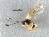  ( - NMS:Godfray:K28.11)  @11 [ ] CreativeCommons - Attribution (2017) CBG Photography Group Centre for Biodiversity Genomics