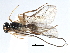  (Chorebus lateralis - NMS:Godfray:KPB-8694)  @13 [ ] CreativeCommons - Attribution (2017) CBG Photography Group Centre for Biodiversity Genomics