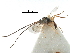  ( - NMS:Godfray:NK51)  @11 [ ] CreativeCommons - Attribution (2017) CBG Photography Group Centre for Biodiversity Genomics