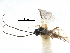  ( - NMS:Godfray:KPB-4282)  @13 [ ] CreativeCommons - Attribution (2017) CBG Photography Group Centre for Biodiversity Genomics