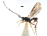  ( - NMS:Godfray:NR824)  @13 [ ] CreativeCommons - Attribution (2017) CBG Photography Group Centre for Biodiversity Genomics