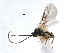  (Chorebus nr. armida 1 - NMS:Godfray:KPB-C109)  @14 [ ] CreativeCommons - Attribution (2017) CBG Photography Group Centre for Biodiversity Genomics