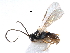  ( - NMS:Godfray:A644.4809)  @12 [ ] CreativeCommons - Attribution (2017) CBG Photography Group Centre for Biodiversity Genomics