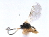  (Chorebus albipes - NMS:Godfray:KPB-C385)  @13 [ ] CreativeCommons - Attribution (2017) CBG Photography Group Centre for Biodiversity Genomics