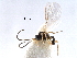  ( - NMS:Godfray:KPB-3438A)  @11 [ ] CreativeCommons - Attribution (2017) CBG Photography Group Centre for Biodiversity Genomics