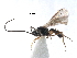  (Chorebus lugubris - NMS:Godfray:NR58)  @13 [ ] CreativeCommons - Attribution (2017) CBG Photography Group Centre for Biodiversity Genomics