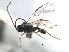  (Chorebus solstitialis - NMS:Godfray:NK55a)  @14 [ ] CreativeCommons - Attribution (2017) CBG Photography Group Centre for Biodiversity Genomics