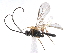  ( - NMS:Godfray:KPB-A492a)  @12 [ ] CreativeCommons - Attribution (2017) CBG Photography Group Centre for Biodiversity Genomics