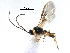  ( - NMS:Godfray:KPB-C299i)  @11 [ ] CreativeCommons - Attribution (2017) CBG Photography Group Centre for Biodiversity Genomics