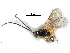  ( - NMS:Godfray:A520p)  @13 [ ] CreativeCommons - Attribution (2017) CBG Photography Group Centre for Biodiversity Genomics