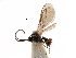 (Chorebus tamiris - NMS:Godfray:KPB-4409)  @14 [ ] CreativeCommons - Attribution (2017) CBG Photography Group Centre for Biodiversity Genomics