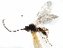  (Chorebus bensoni - NMS:Godfray:KPB-8226)  @14 [ ] CreativeCommons - Attribution (2017) CBG Photography Group Centre for Biodiversity Genomics
