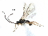  (Chorebus dagda - NMS:Godfray:A880.580)  @14 [ ] CreativeCommons - Attribution (2017) CBG Photography Group Centre for Biodiversity Genomics
