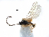 ( - NMS:Godfray:KPB-A689B)  @12 [ ] CreativeCommons - Attribution (2017) CBG Photography Group Centre for Biodiversity Genomics