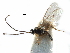  ( - NMS:Godfray:KPB-7804e)  @12 [ ] CreativeCommons - Attribution (2017) CBG Photography Group Centre for Biodiversity Genomics