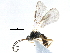  ( - NMS:Godfray:A856.1688.1)  @13 [ ] CreativeCommons - Attribution (2017) CBG Photography Group Centre for Biodiversity Genomics