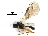  ( - NMS:Godfray:KPB-8402)  @12 [ ] CreativeCommons - Attribution (2017) CBG Photography Group Centre for Biodiversity Genomics
