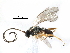  ( - NMS:Godfray:A811.229)  @12 [ ] CreativeCommons - Attribution (2017) CBG Photography Group Centre for Biodiversity Genomics