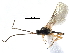  ( - NMS:Godfray:KPB-9459)  @11 [ ] CreativeCommons - Attribution (2017) CBG Photography Group Centre for Biodiversity Genomics