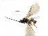  ( - NMS:Godfray:KPB-2306)  @11 [ ] CreativeCommons - Attribution (2017) CBG Photography Group Centre for Biodiversity Genomics