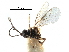  (Chorebus nr. mitra - NMS:Godfray:KPB-7546c)  @11 [ ] CreativeCommons - Attribution (2017) CBG Photography Group Centre for Biodiversity Genomics