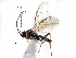 ( - NMS:Godfray:KPB-8546B)  @12 [ ] CreativeCommons - Attribution (2017) CBG Photography Group Centre for Biodiversity Genomics