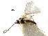  ( - NMS:Godfray:611)  @11 [ ] CreativeCommons - Attribution (2017) CBG Photography Group Centre for Biodiversity Genomics