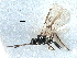  (Chorebus anasella - NMS:Godfray:KPB-8338b)  @12 [ ] CreativeCommons - Attribution (2017) CBG Photography Group Centre for Biodiversity Genomics