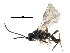  ( - NMS:Godfray:A883.2003)  @12 [ ] CreativeCommons - Attribution (2017) CBG Photography Group Centre for Biodiversity Genomics