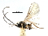  ( - NMS:Godfray:KPB-4546-aa)  @11 [ ] CreativeCommons - Attribution (2017) CBG Photography Group Centre for Biodiversity Genomics