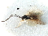  ( - NMS:Godfray:1086h)  @13 [ ] CreativeCommons - Attribution (2017) CBG Photography Group Centre for Biodiversity Genomics