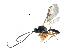  (Chorebus daimenes - NMS:Godfray:KPB-A349A)  @15 [ ] CreativeCommons - Attribution (2017) CBG Photography Group Centre for Biodiversity Genomics