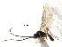  ( - NMS:Godfray:KPB-2802)  @11 [ ] CreativeCommons - Attribution (2017) CBG Photography Group Centre for Biodiversity Genomics
