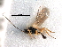  (Chorebus nobilis - NMS:Godfray:RM-6679)  @14 [ ] CreativeCommons - Attribution (2017) CBG Photography Group Centre for Biodiversity Genomics