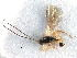  ( - NMS:Godfray:K59.1)  @13 [ ] CreativeCommons - Attribution (2017) CBG Photography Group Centre for Biodiversity Genomics
