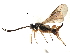  (Chorebus nomia - NMS:Godfray:NR1535)  @14 [ ] CreativeCommons - Attribution (2017) CBG Photography Group Centre for Biodiversity Genomics