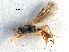  (Chorebus serus - NMS:Godfray:NR305)  @14 [ ] CreativeCommons - Attribution (2017) CBG Photography Group Centre for Biodiversity Genomics