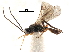  (Chorebus fuscipennis complex - NMS:Godfray:NR646)  @15 [ ] CreativeCommons - Attribution (2017) CBG Photography Group Centre for Biodiversity Genomics