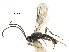  (Chorebus glaber - NMS:Godfray:A510)  @13 [ ] CreativeCommons - Attribution (2017) CBG Photography Group Centre for Biodiversity Genomics