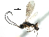  (Chorebus posticus - NMS:Godfray:NK216)  @15 [ ] CreativeCommons - Attribution (2017) CBG Photography Group Centre for Biodiversity Genomics