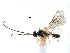  (Chorebus vernalis - NMS:Godfray:KPB-A991)  @14 [ ] CreativeCommons - Attribution (2017) CBG Photography Group Centre for Biodiversity Genomics