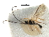  (Chorebus fordi - NMS:Godfray:A271)  @11 [ ] CreativeCommons - Attribution (2017) CBG Photography Group Centre for Biodiversity Genomics