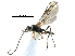  ( - NMS:Godfray:KPB-C758)  @13 [ ] CreativeCommons - Attribution (2017) CBG Photography Group Centre for Biodiversity Genomics