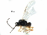  (Chorebus coxator - NMS:Godfray:NK75)  @14 [ ] CreativeCommons - Attribution (2017) CBG Photography Group Centre for Biodiversity Genomics
